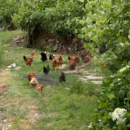 Casa De Caneiro بيت للعطل